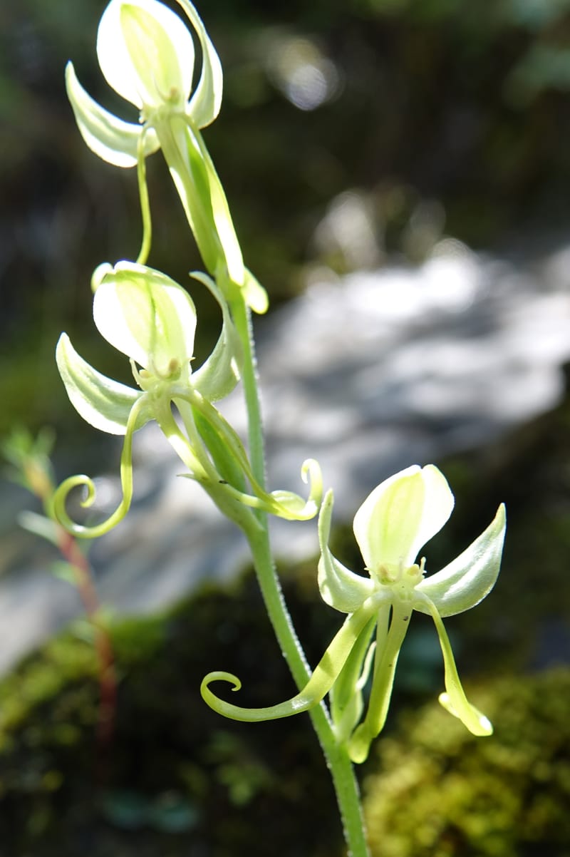 Habenaria, not collected--China. Sichuan. Yibailingba-gou. 12 Aug 2017. DSC04660 (354).JPG