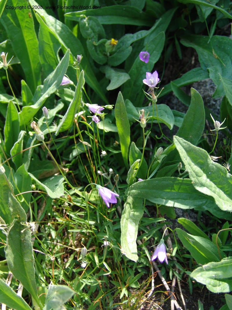 Campanula parryi, CDavidson10982--ID. Idaho Co. Rocky slope S. of Josephine Lake.  25 Jul 06. 139.jpg