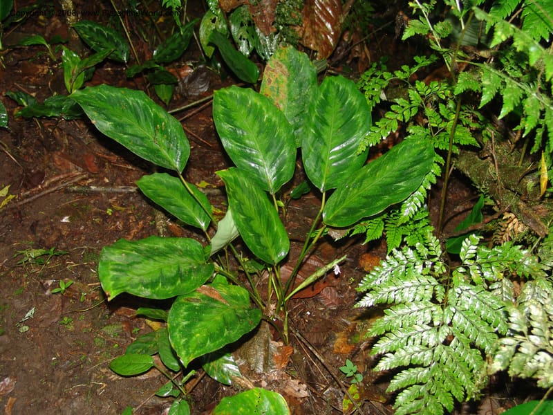 Calathea metallica, Croat94455--Ecuador. Prov. Pichincha. Res. Guaycuyacu. 10 Feb 05. 053.jpg