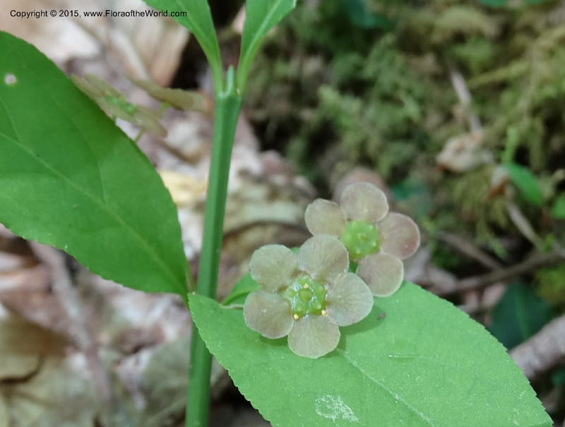 Euonymus obovatus, Davidson, C 12987--North Carolina. Clay Co. Perry Gap Rd, Barnard's Cr. 13 May 2015. DSC04860 (215).JPG