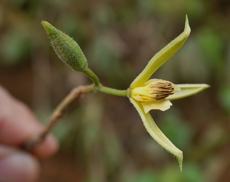 Grewia, C. Davidson 14070--Gabon. Maurel and Prom Rd. 24 Oct 2019. DSC02146 (42).JPG