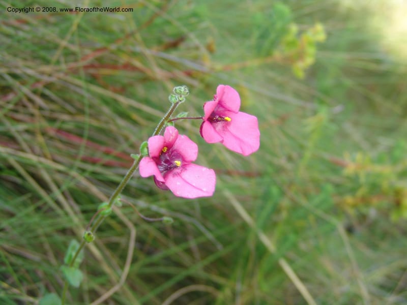 Diascia barberi--So.Africa. E. Cape.R58 SE of Barkly East.10 Mch 05. 207.jpg