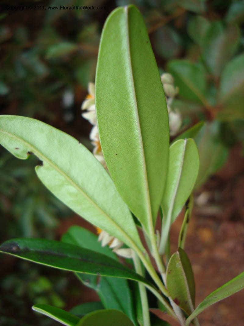 Hibbertia,  Munzinger, J 4672--New Caledonia, Province du Sud, Dumbea barrage,  11 Nov 2007 185 (10).jpg