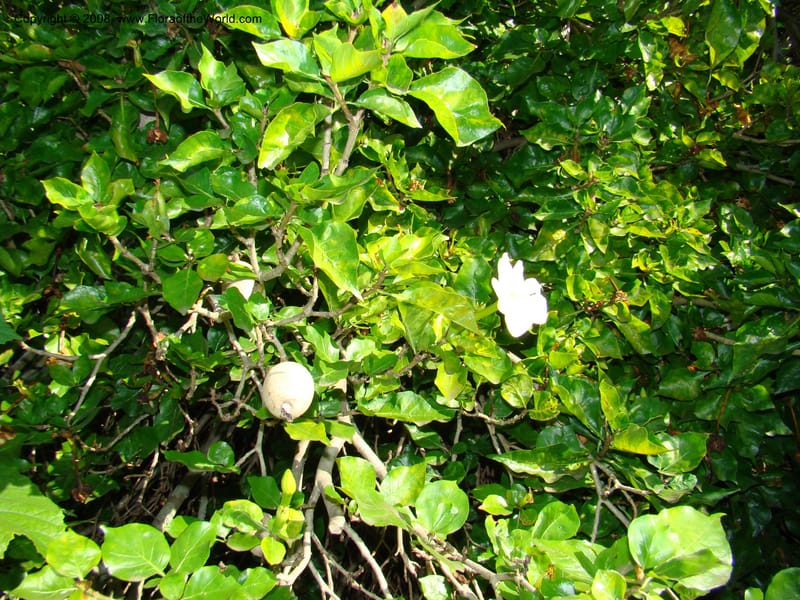 Gardenia thunbergia--Australia. Royal Botanic Garden, Melbourne. 19-20 Mch 08. 182.jpg