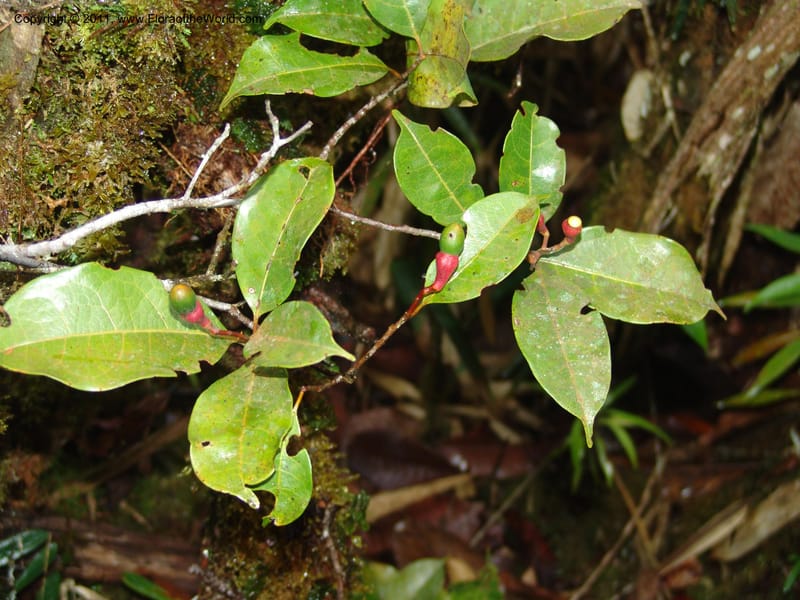 Ocotea, RVasquez31542--Peru. Prov. Oxa. Estac. Paujil. Send. El Mirador. 16 Oct 06. 195.jpg