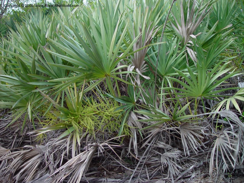 Serenoa repens--FL. St. Lucie Co. N of Ft. Pierce. 17 Jan 03. 017.jpg