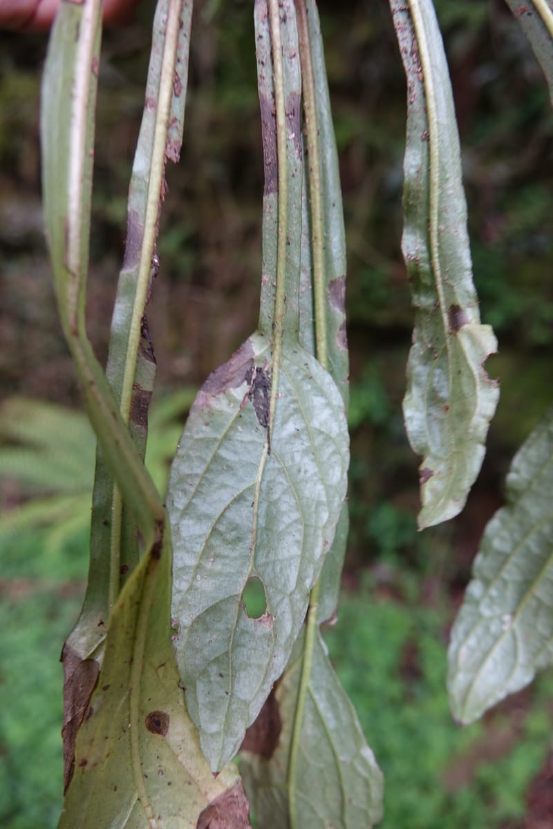 Ainsliaea latifolia, Tseng Yu-Hsin 1331--Taiwan. Taroko Nat. Park. Mt. Bilu Trail. 21 May 2016.  (163).JPG