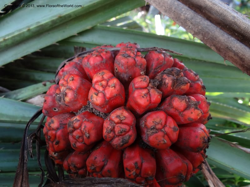 Pandanus odorifer, Callmander 1017--Malaysia, Sarawak. Bako Nat. Park. Beach. 31 Mar 2012. DSC06362 (33).JPG