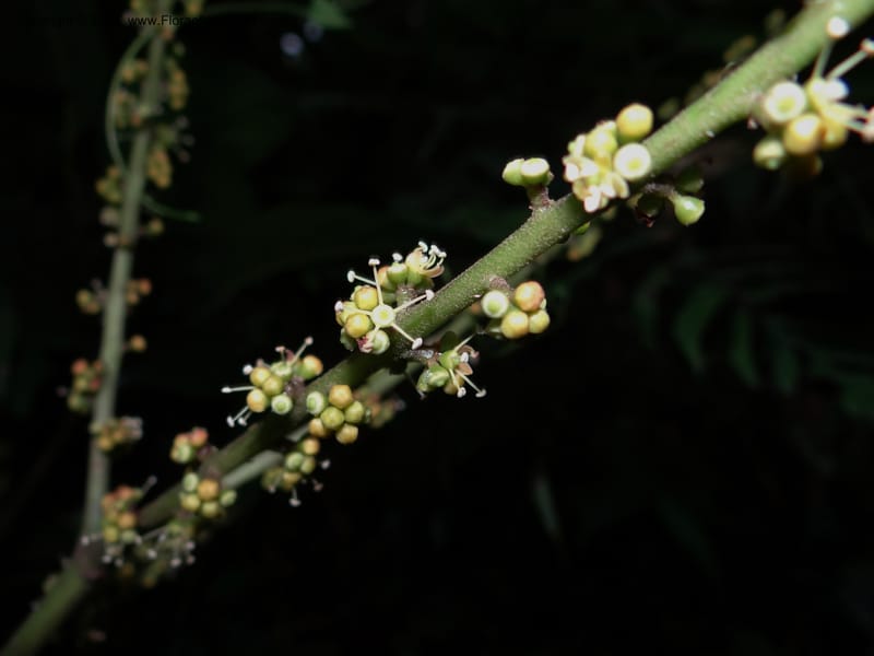 Schefflera bipalmatifolia, SAN.153212--Malaysia, Sabah. Mt. Kinabalu. 5 Apr 2012. DSC06767 (123).JPG