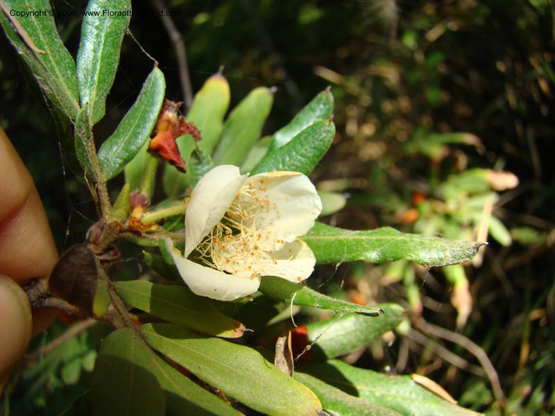 Eucryphia moorei--Australia. Royal Botanic Garden, Melbourne. 19-20 Mch 08. 073.jpg