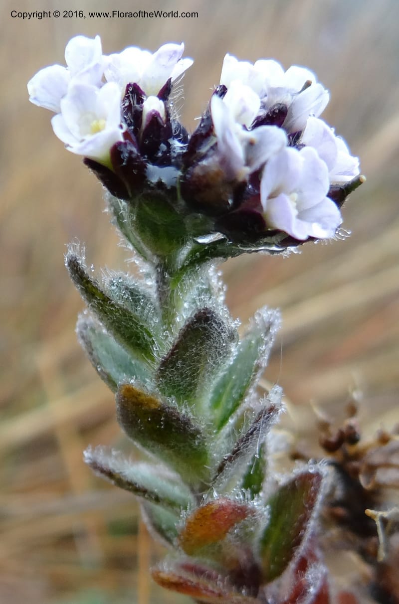 Draba, Ulloa, C 2421--Ecuador. Pichincha. Nevado Cayambe. 6 Oct 2012. DSC07236 (187).JPG