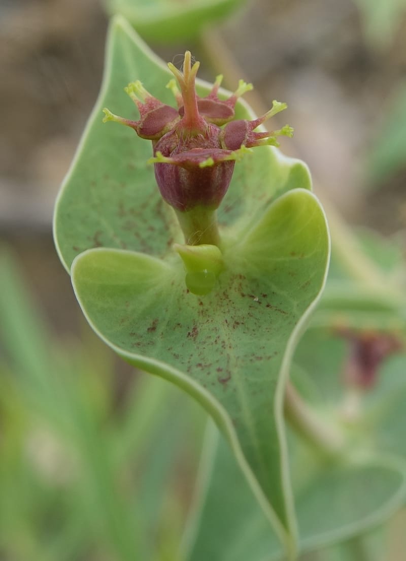 Euphorbia monteiroi, Nanyeni 1187--Namibia. Dry waterfal. 20 Mar 2018. DSC01925 (50).JPG