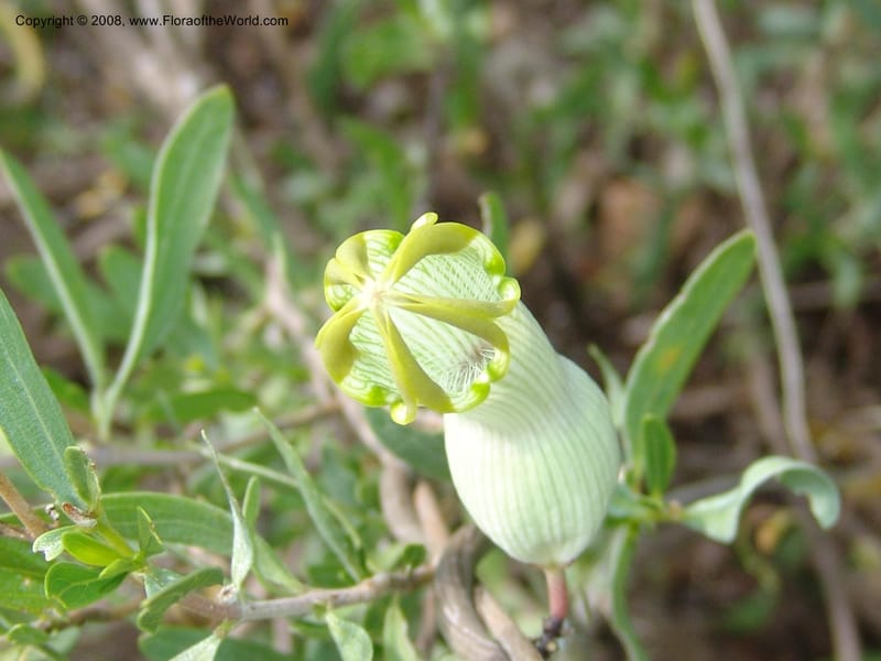 Ceropegia ampliata--So.Africa. Mpumal. twd Steelpoort.16 Mch 05. 507.jpg