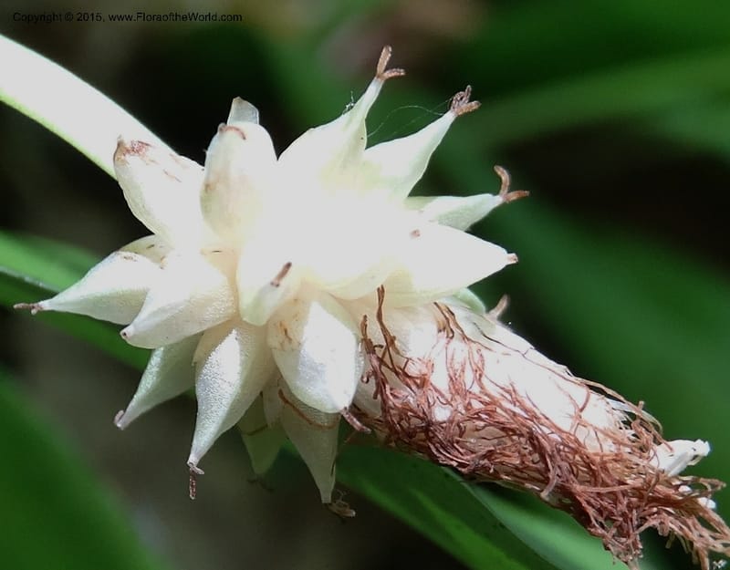 Cymophyllus fraserianus, Davidson, C 12984--North Carolina. Clay Co. Perry Gap Rd, Barnard's Cr. 13 May 2015. DSC04860 (74).JPG