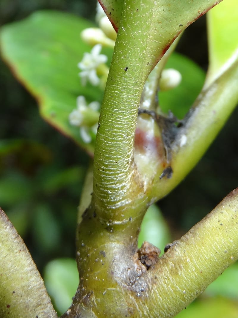 Quintinia major, Lowry, P 7373--New Caledonia. Mont Dzumac. 12 Nov 2015. DSC01563 (273).JPG
