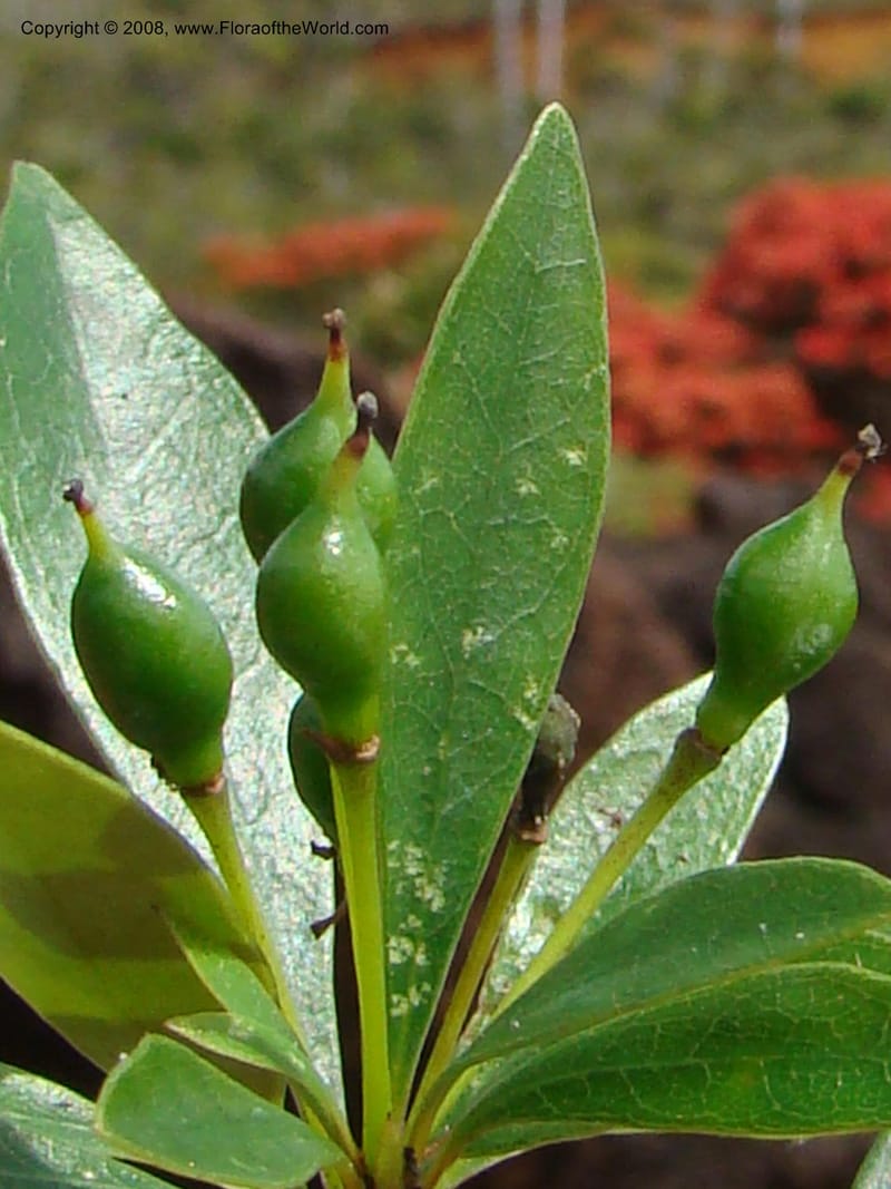 Pittosporum dzumacense, CGemmill618--N.Caled. Plateau de Poro. 16 Nov 07. 038.jpg