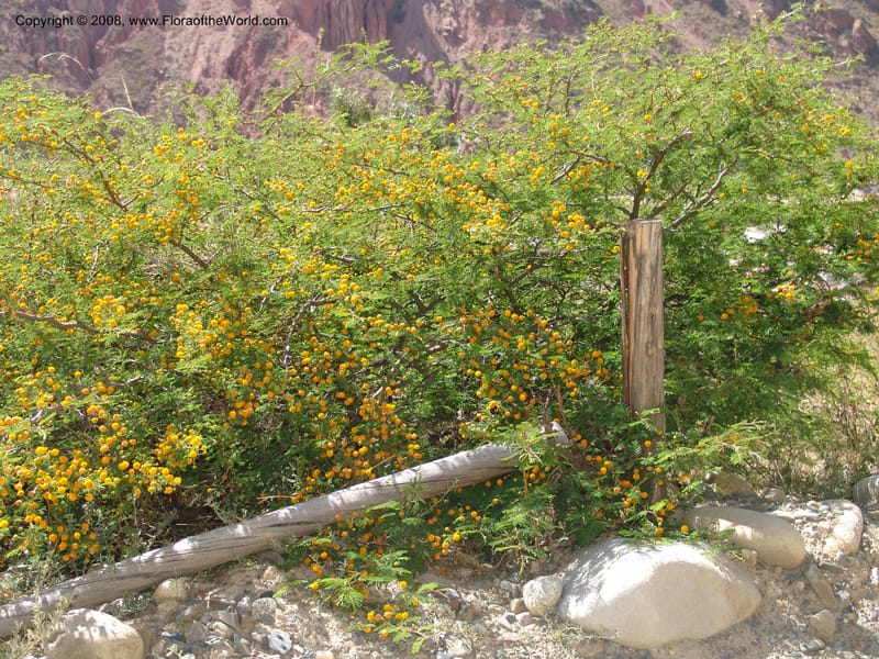 Acacia farnesiana--Bolivia. La Paz. Send. Aguila. 4 Dec 04. 080.jpg