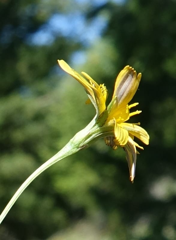 Microseris nutans, C. Davidson 13699--ID. Idaho Co. Road to Smith Knob L.O. 11 July 2017. DSC03081 (126).JPG