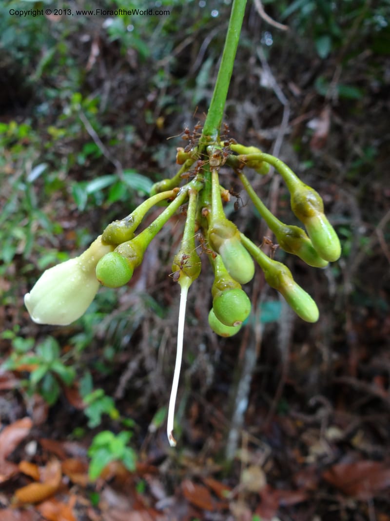 Fagraea, S.98879--Malaysia, Sarawak. Kubah Nat. Park. 28 Mar 2012. DSC05973 (218).JPG
