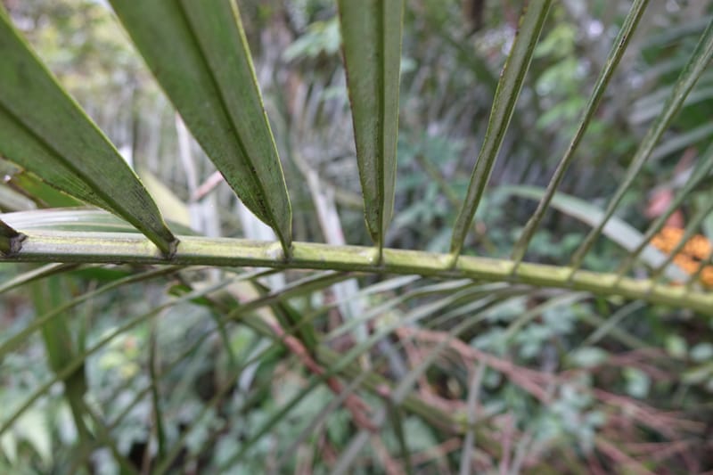 Arenga engleri, not collected--Taiwan. Hodong Village. Jinzibei Historical Trail. 19 May 2016.  (91).JPG