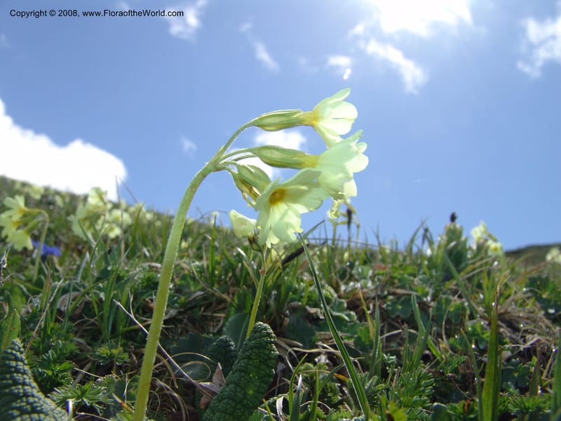 Primula ruprechtii--Georgia. Vic. of Tskhrats'karo Pass. 7 Jun 05. 019.jpg
