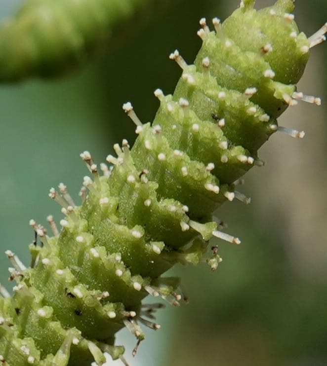 Gnetum catasphaericum, D. Boufford 44101--China. Yunnan. Lao jun Shan. 30 Apr 2018. DSC00424 (573).JPG