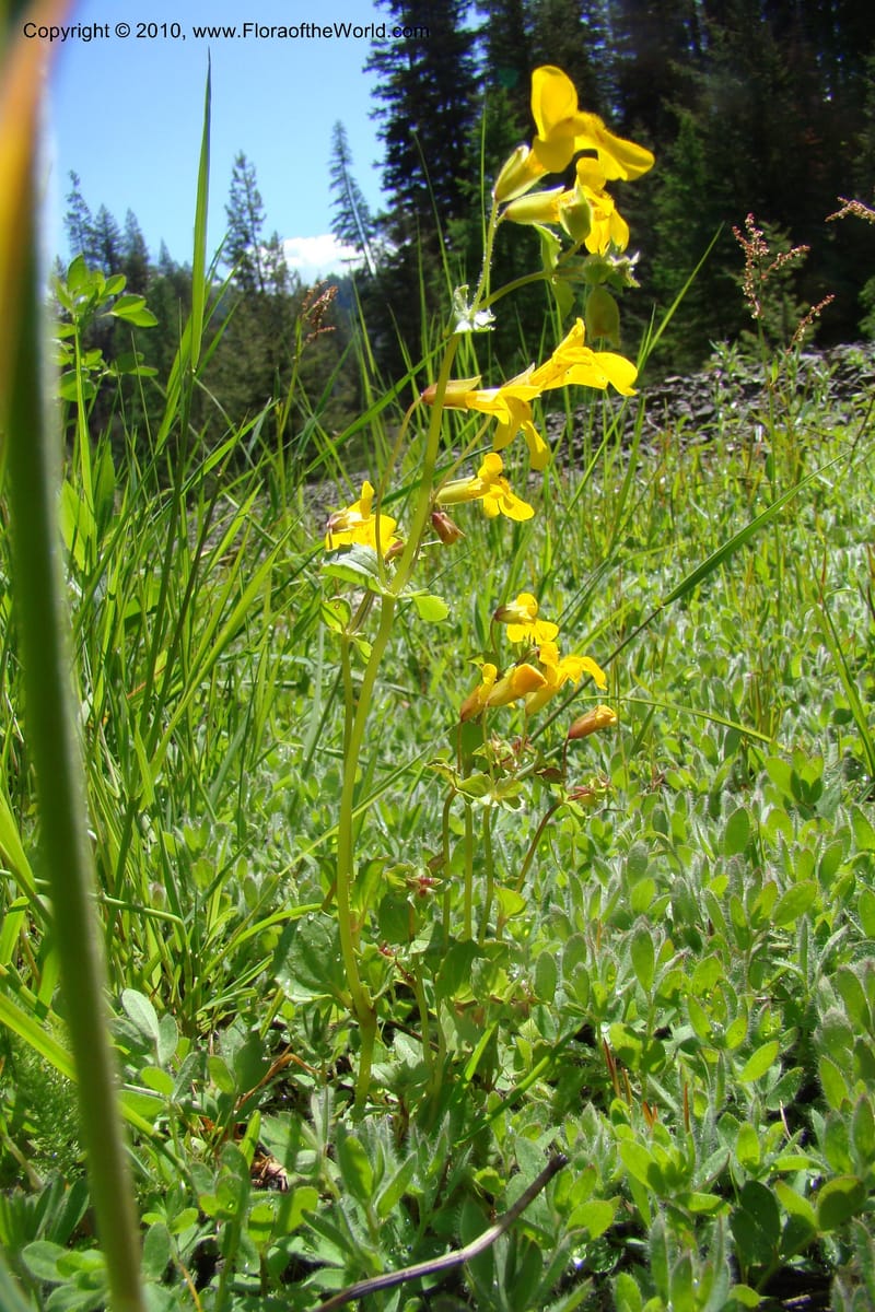Mimulus guttatus, C. Davidson 11462--ID. Valley Co. Warm Lake. 16 June 2009. 072.jpg