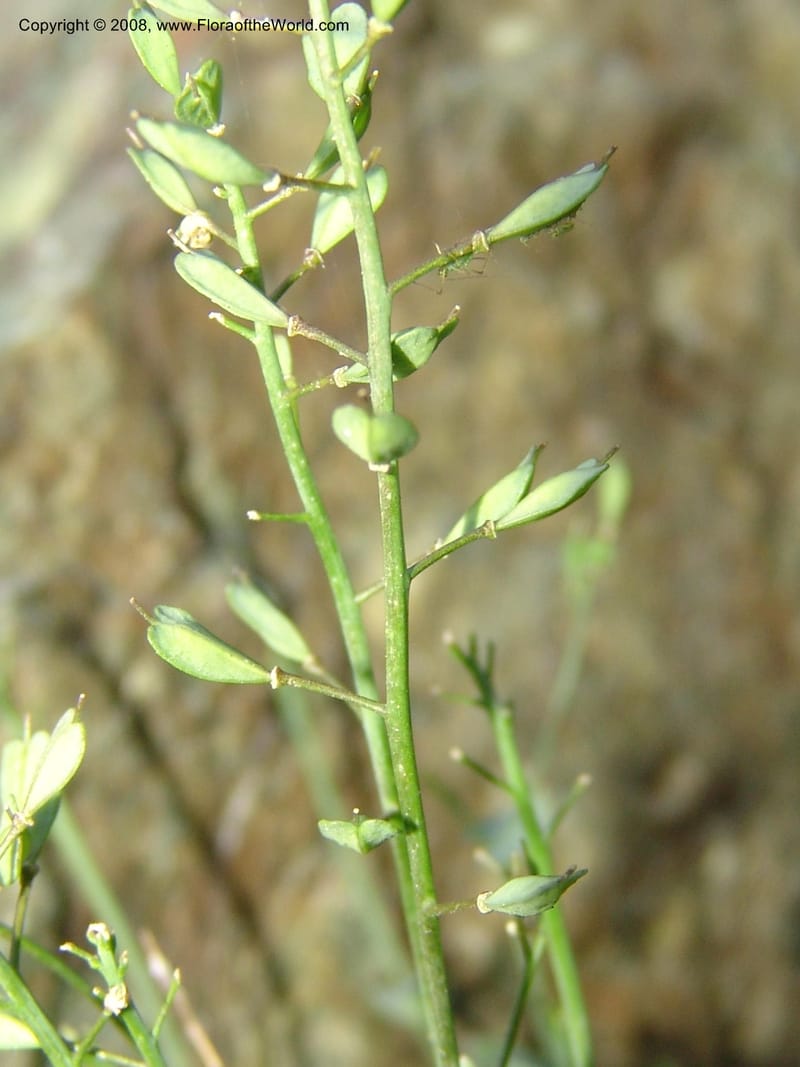 Thlaspi fendleri, CDavidson11131--Idaho Co. Hell's Can. Nat. Rec. Area. Heaven's Gate. 20 Jul 07. 100.jpg