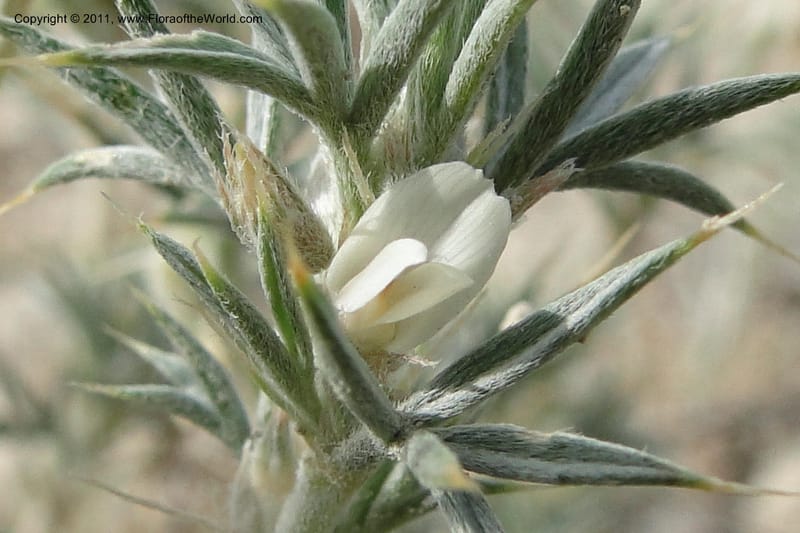 Astragalus kentrophyta, C. Davidson 11839--Idaho. Owyhee Co. 30 June 2011. 001 (3).jpg