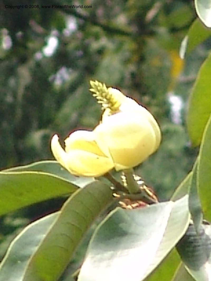 Michelia foveolata, 050883802--China. Hubei. Wuhan Botanical Garden. 24 Apr 07. 190.jpg