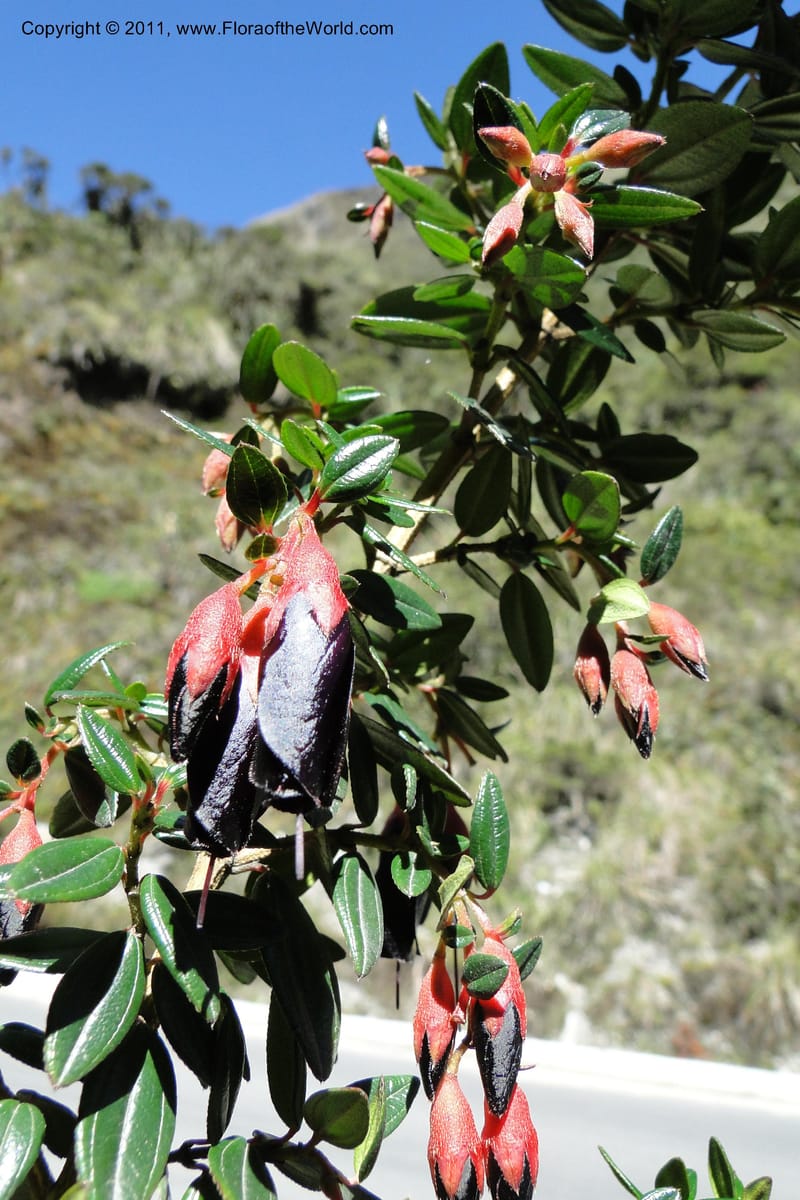 Brachyotum alpinum, Ulloa 2084--Ecuador. P. N. Sangay. 6 June 2011. 309 (14).jpg