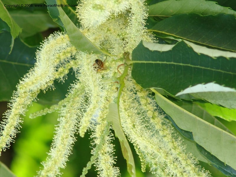 Dense, creamy-white male catkins amidst toothed leaves