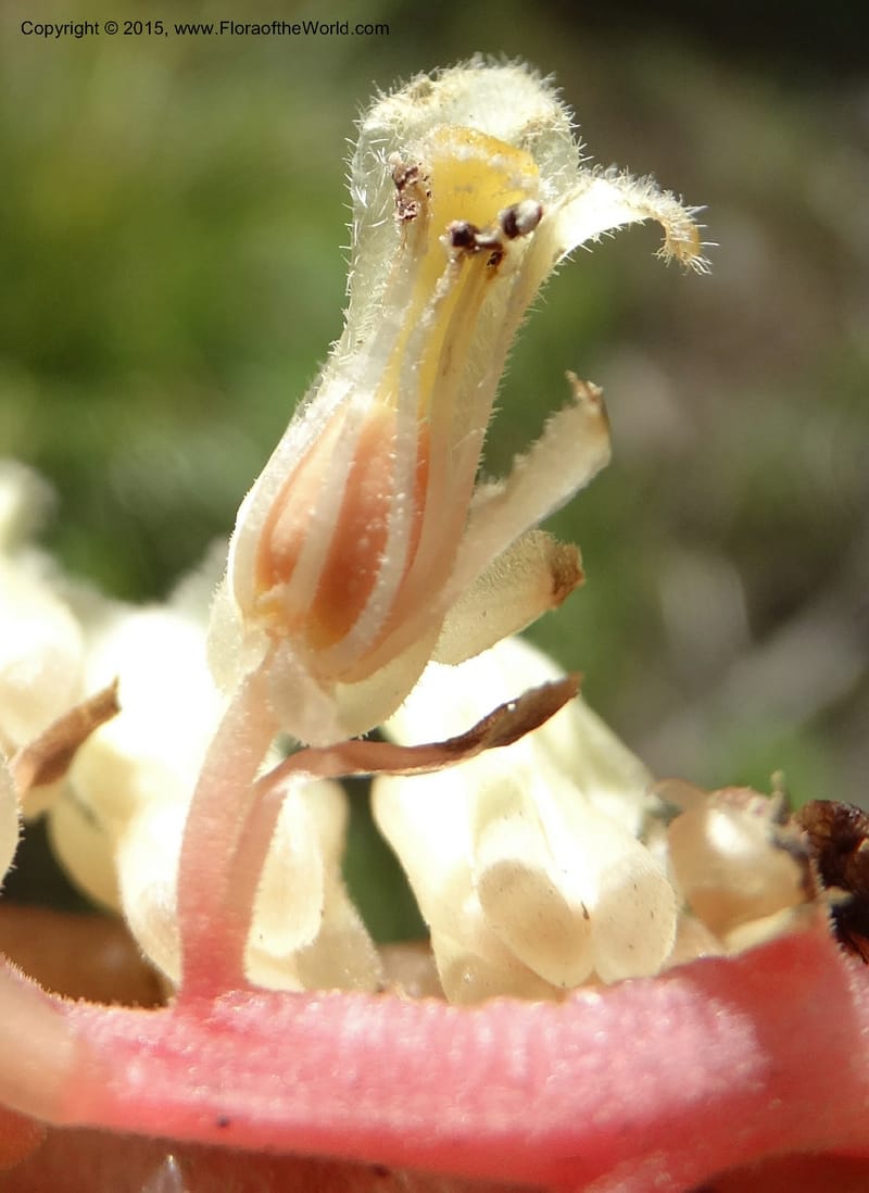 Monotropa hypopitys, Davidson, C 12626--ID. Idaho Co. S of Steamboat Summit. 5 Aug 2014. DSC00156 (166).JPG