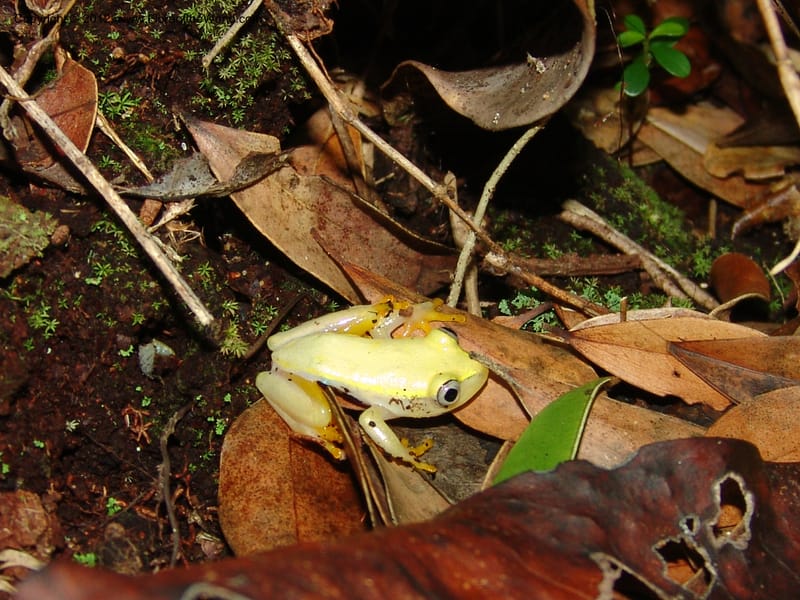 Frog from leaf underside of Ixora, Z.Rogers971--Madag. Prov.Toliara. Ste. Luce. 23 Jan 06. 219.jpg