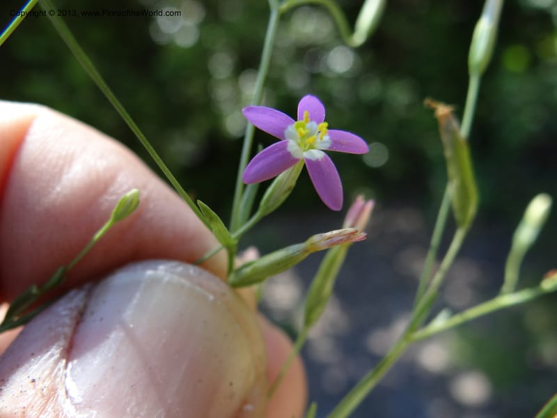 Zeltnera, WDS 34166--Chile. P.N. Sieta Tazas. 21 Feb 2013. DSC02254 (83).JPG