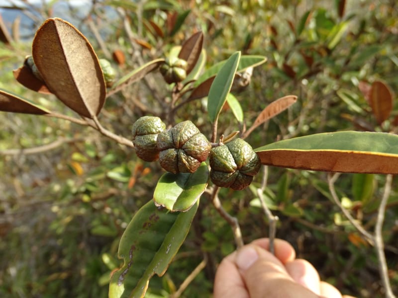 Myrtopsis, Lowry, P 7378--New Caledonia. Mont Dzumac. 12 Nov 2015. DSC01563 (627).JPG