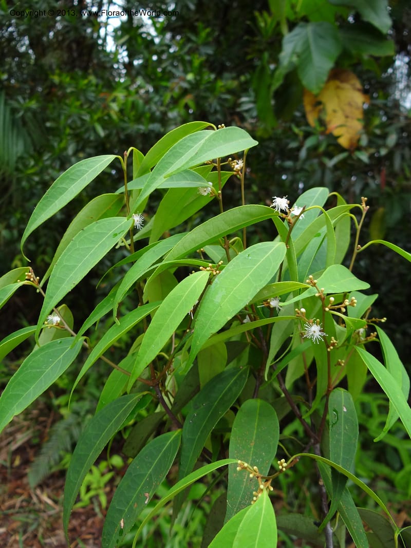 Symplocos, S.98876--Malaysia, Sarawak. Kubah Nat. Park. 28 Mar 2012. DSC05973 (135).JPG