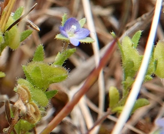 Veronica arvensis, C. Davidson 13751--Oregon. Wallowa Co. Zumwalt.Trail Cr. Rd. 4 Jun 2018. DSC04078 (30).JPG