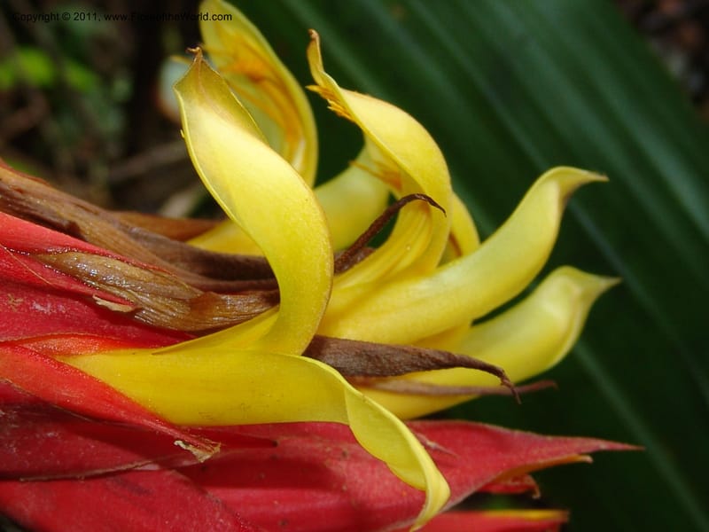 Pitcairnia ferrell-ingramiae, Croat95131--Ecuador. Esmeraldas. Alto Tambo. 21 Feb 05. 249 (11).jpg