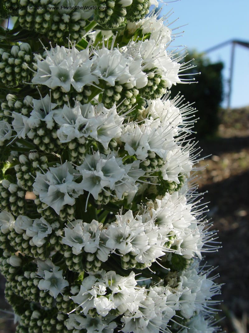 Echium simplex--Spain. Barcelona Botanic Garden. 21 Apr 04. 040.jpg