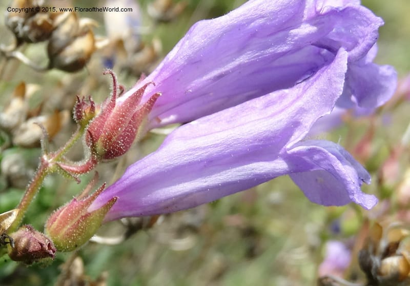 Penstemon fruticosus var. serratus, Davidson, C 12590--ID. Idaho Co. Seven Devils Camp Ground. 15 Jul 2014. DSC00113 (90).JPG