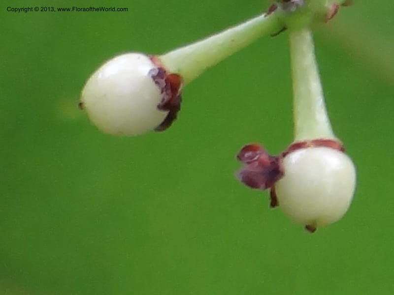 Meliosma simplicifolia, VC 5561--Thailand. Chiang Mai Prov. Doi Pha Hom Pok Nat. Park. 10 Nov 2012. DSC08349 (275).JPG