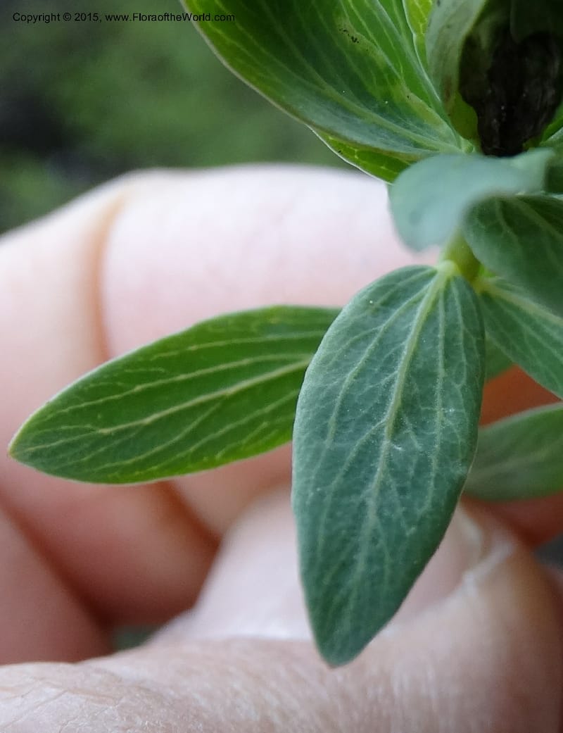 Stellera chamaejasme, Boufford, D 43621--China. Sichuan. Trail above MiYaLuo. 9 May 2014. DSC04904 (13).JPG
