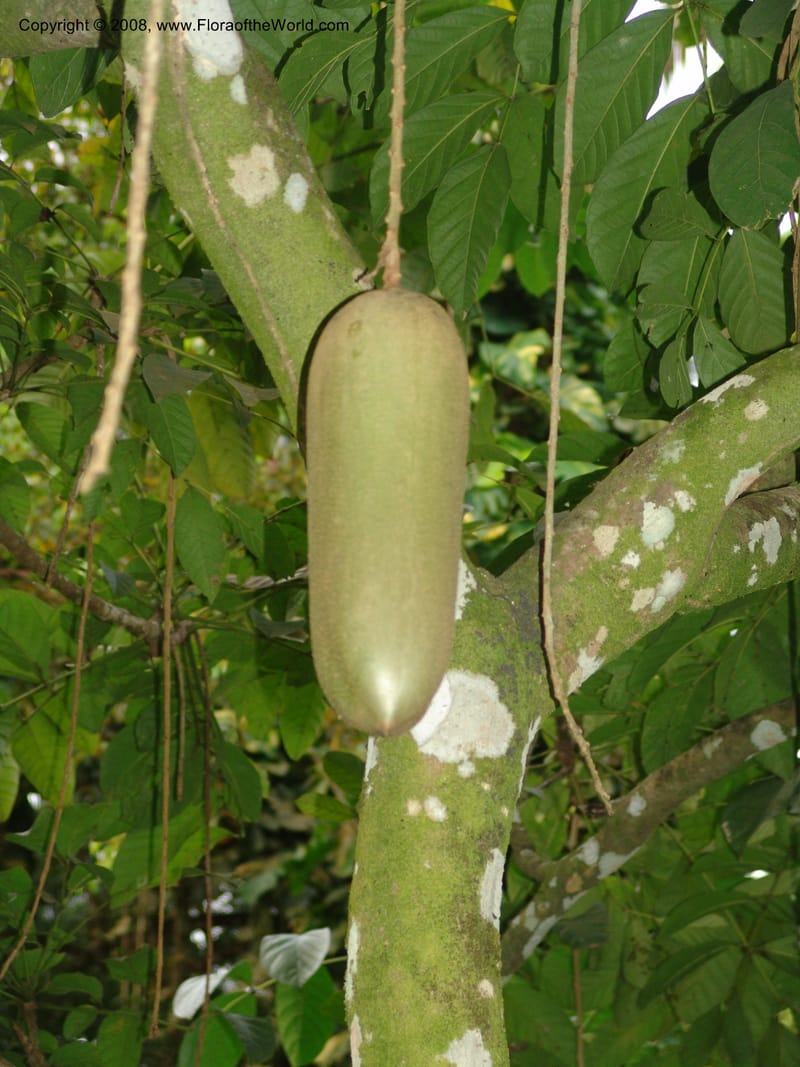 Kigelia africana--Cameroon. Limbe Botanic Garden. 12 Oct 04. 012.jpg