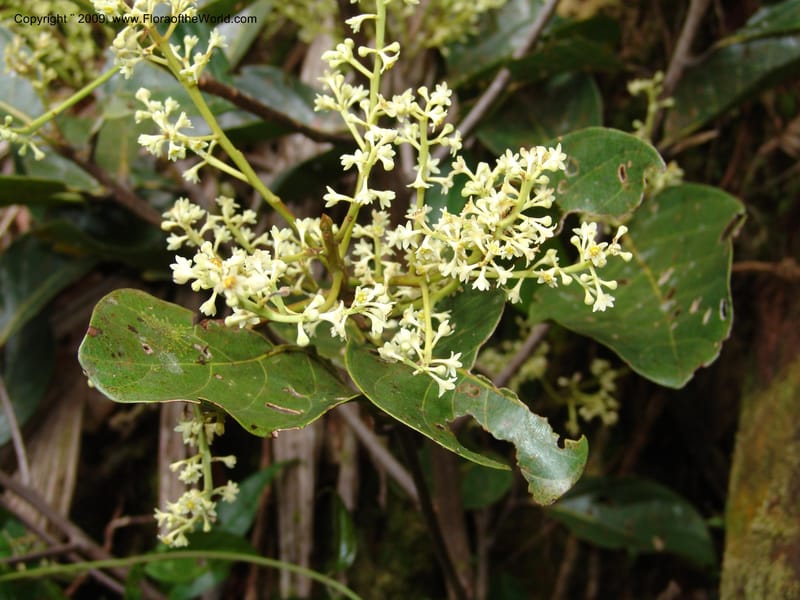 Nectandra, DNeill15914--Ecuador. Prv. Zam. Ch. C del Condor. Wawaime plot. 22 Sep 07. 378.jpg