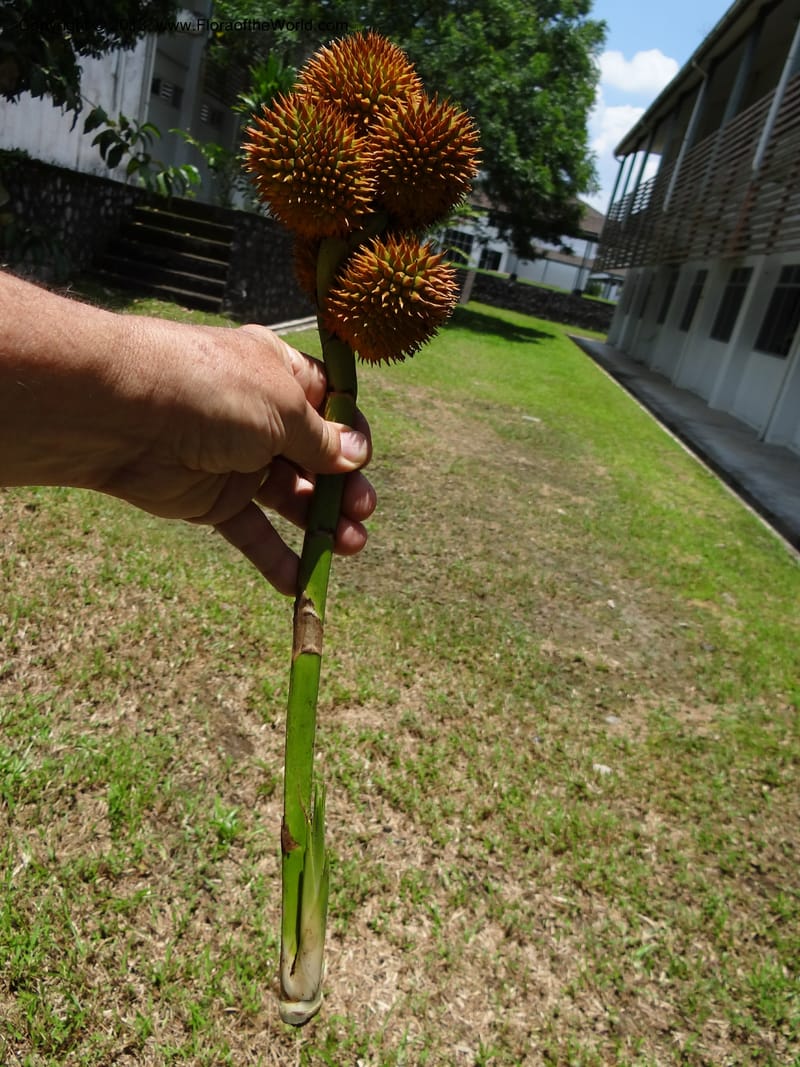 Hand-held fruiting stalk with spiky globose heads