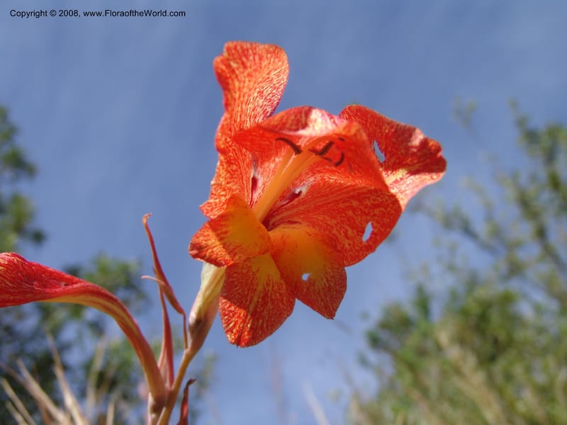 Gladiolus dalenii--So.Africa. E. Cape. R58, SE of Lady Grey. 10 Mch 05. 003.jpg