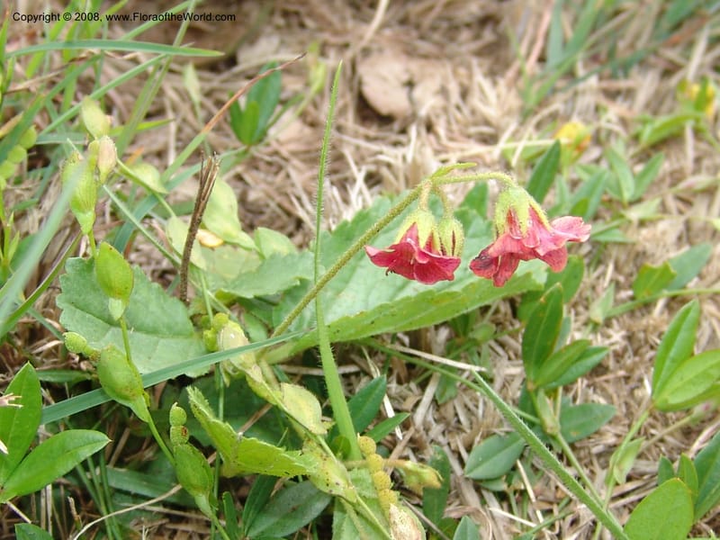 Hermannia woodii--So.Africa. KZN. Midl. Meand. Granny Mouse. 13 Mch 05. 185.jpg
