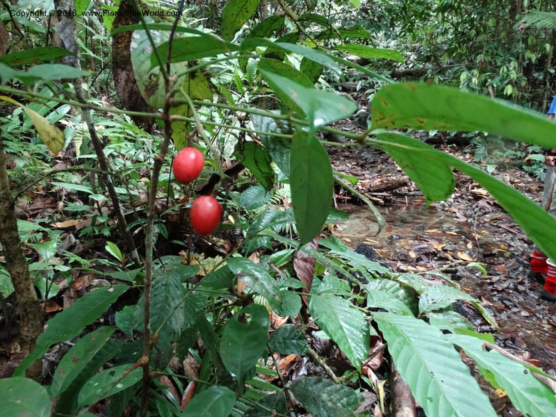 Meliosma, Davidson, C 12932--Sabah. Kinabalu Nat. Park. Nalumad Substesen. 29 Mar 2015. DSC01294 (114).JPG