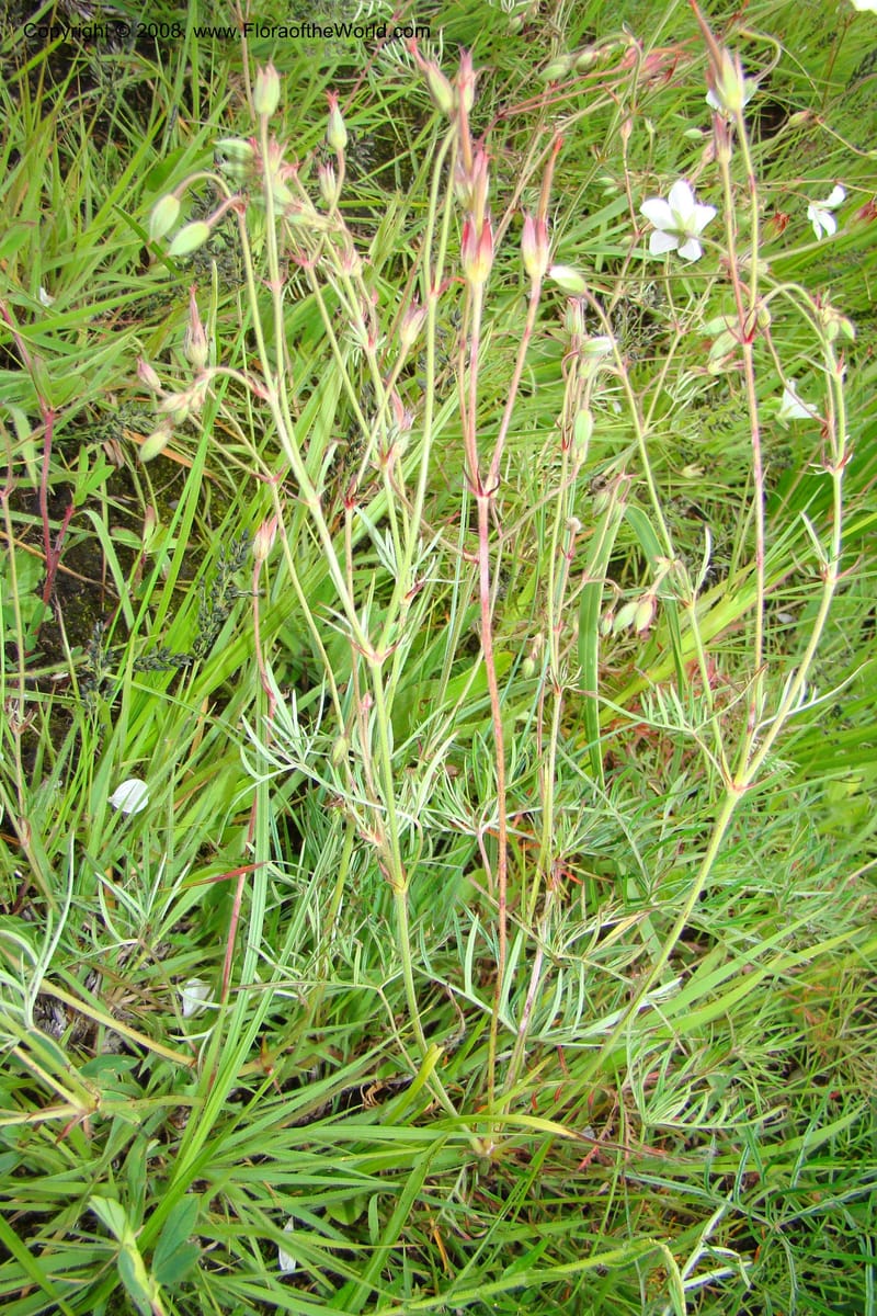 Geranium incanum, WKindeketa3021--Tanz. Makete Distr. Kitulo Nat. Pk. 25 Jan 08. 146.jpg